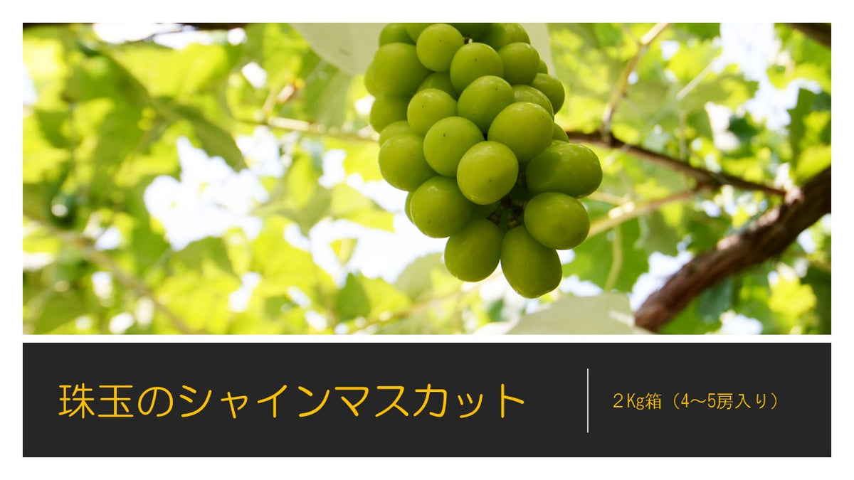 kazumi様シャインマスカット　2kg シャインマスカット/2kg程度（2～4房） - やまなしだもの 結 musubi